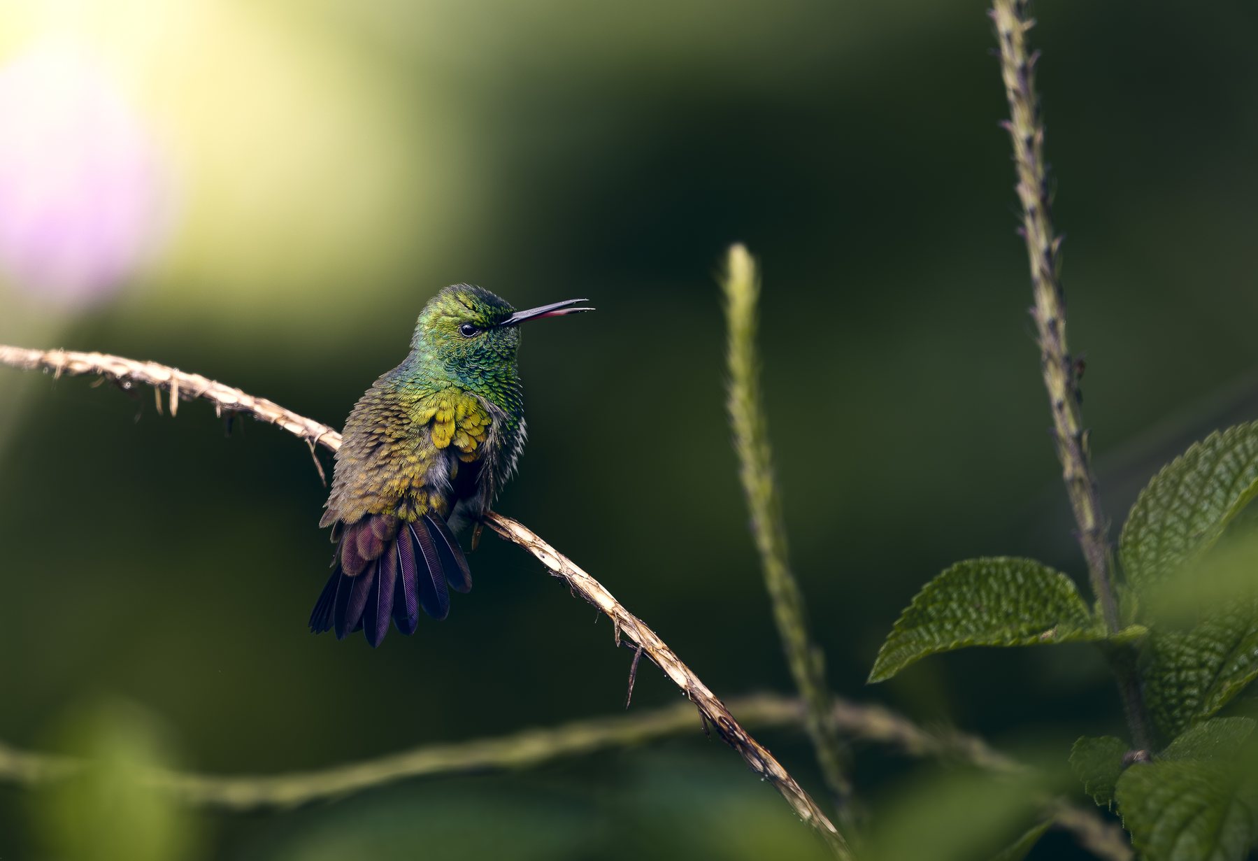 Colibrí — fotografía Mancha Viva